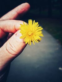 Close-up of hand holding yellow flower