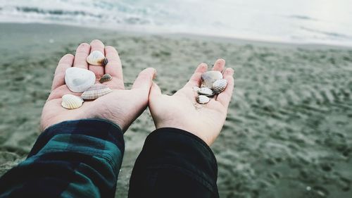 Cropped hands holding seashells at beach