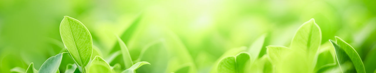 Close-up of crops growing on field