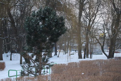 Trees on snow covered landscape during winter