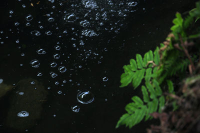 Close-up of raindrops on plant