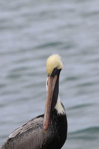 Close-up of bird