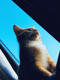 Low angle view of cat looking away