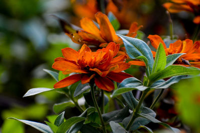 Close-up of orange flowering plant