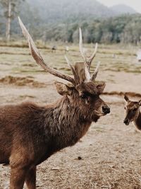 Close-up of deer on field