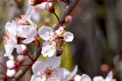 Close-up of bee on white cherry blossom