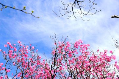 Low angle view of cherry blossom against blue sky