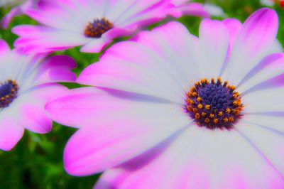 Close-up of pink flower