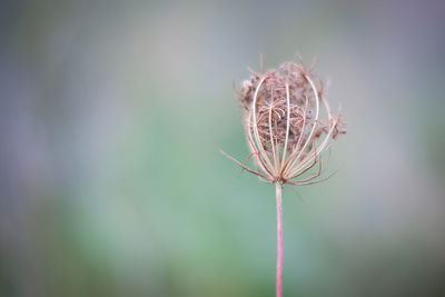 Close-up of dandelion flower