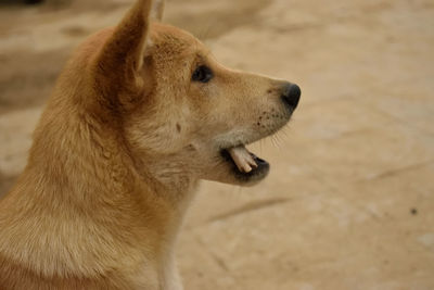 Close-up of dog looking away