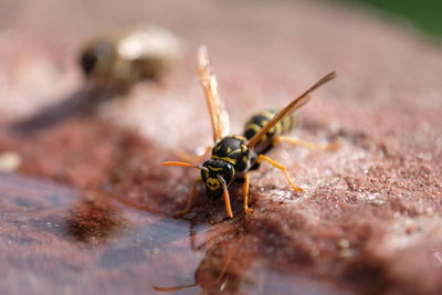 Close-up of bee on rock