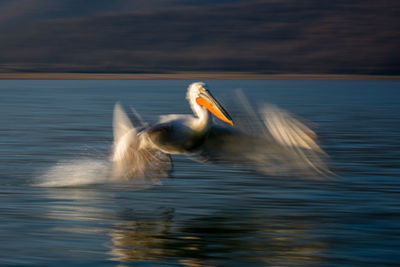 Close-up of pelican