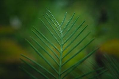 Pattern green leaf wiht nature background.