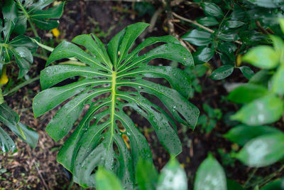 Close-up of wet plant leaves