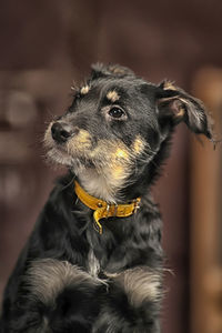 Close-up of dog looking away