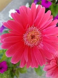 Close-up of pink flower