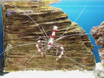 Close-up of crab on rock