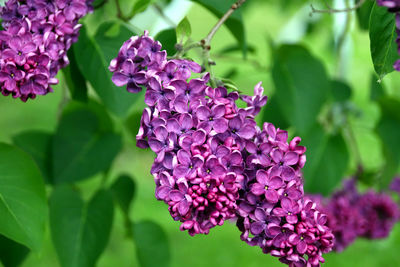 Close-up of pink flowering plant