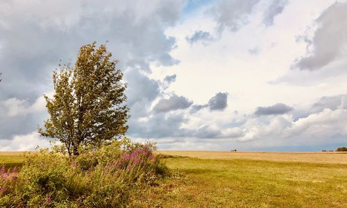 Tree on field against sky