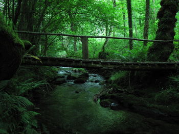 Scenic view of stream in forest