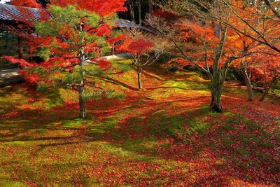 Trees and red flowers growing on tree