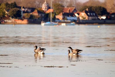 Brent geese .