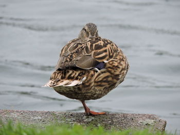 Bird perching on a lake