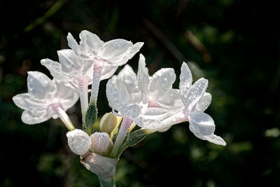 Close-up of wet white flowering plant