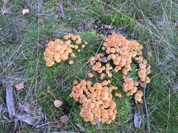 Plants growing on field