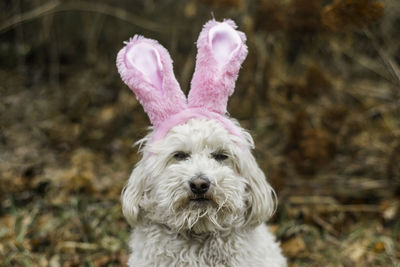 Close-up portrait of dog wearing rabbit ears