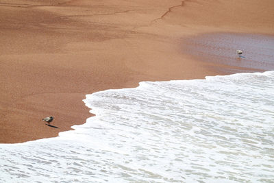 High angle view of birds at beach