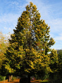 Trees against sky during autumn