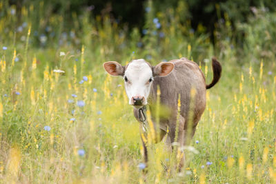 Portrait of sheep standing in field