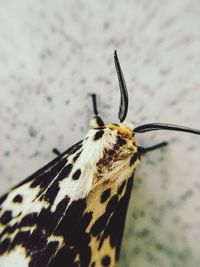 Close-up of butterfly on leaf