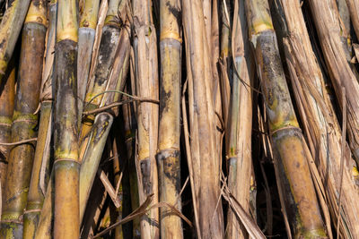 Full frame shot of bamboo plants