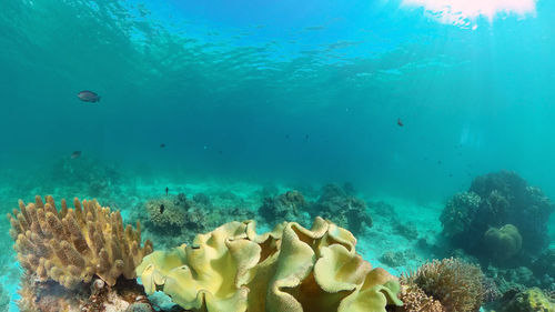 View of fishes swimming in sea