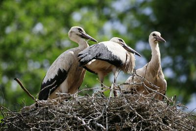 Close-up of storks in nest