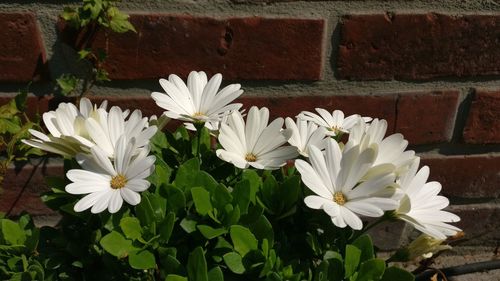 Close-up of white flowering plants against wall