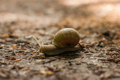 Close-up of snail on ground