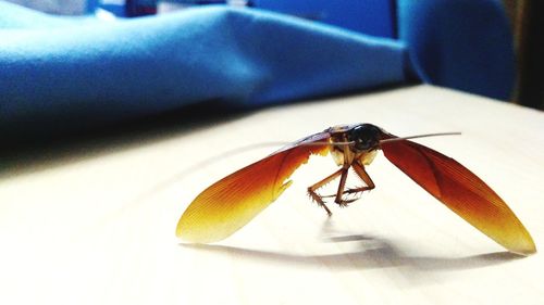 Close-up of fly on table