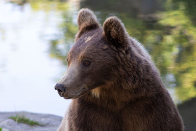 Close-up of a bear looking away