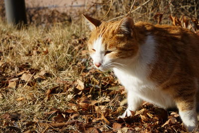 Close-up of cat sitting on grass