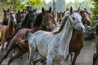 Horses in park