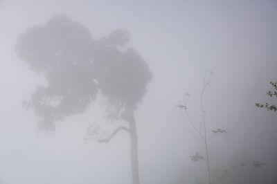 Tree against sky