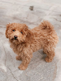 High angle portrait of a dog