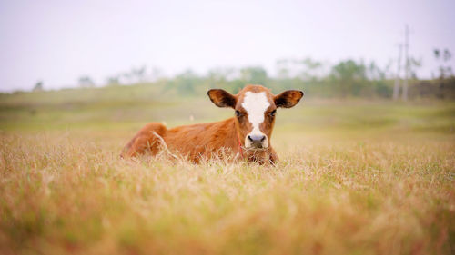 Portrait of horse on field