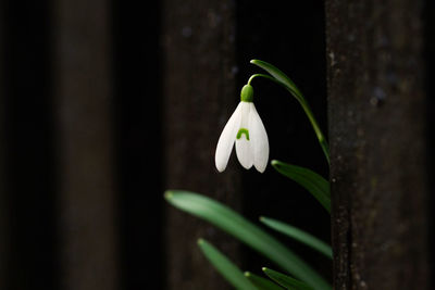 Close-up of white flowers