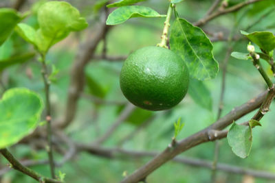 Close-up of fruit growing on tree