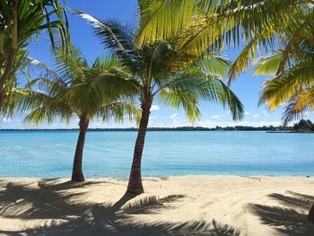 Palm trees on beach