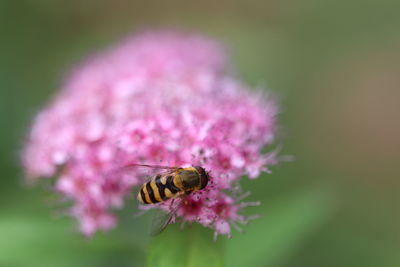 Close-up of bee pollinating on pink flower